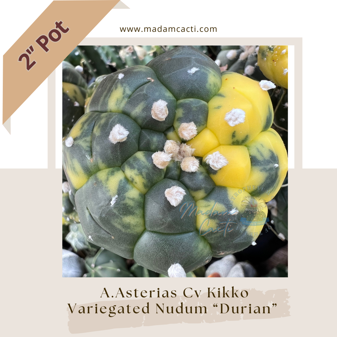 astrcoast アストロコースト　The Sun 石崎ひゅーい astrcoast アストロコースト The Sun 石崎ひゅーい - メルカリ